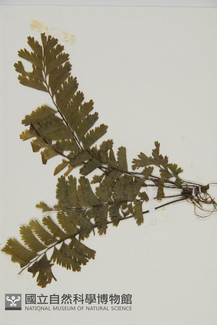 薄葉孔雀鐵角蕨、邊孢鐵角蕨藏品圖，第3張