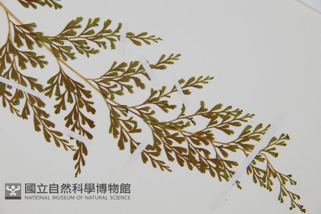 烏蕨藏品圖，第3張