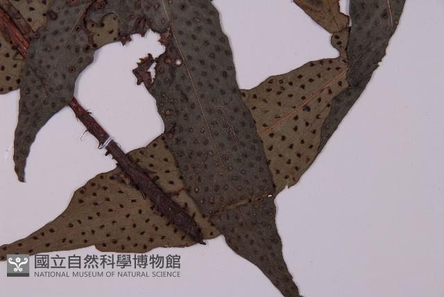 翅柄三叉蕨藏品圖，第3張