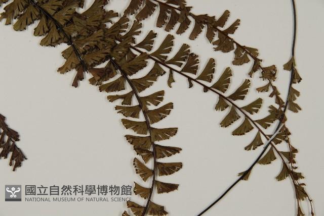 鞭葉鐵線蕨藏品圖，第3張