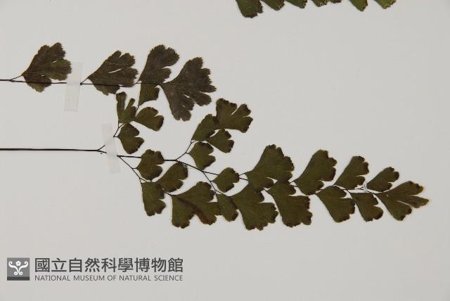 鐵線蕨藏品圖，第3張