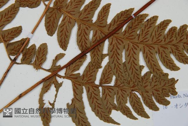 深山雙蓋蕨藏品圖，第3張