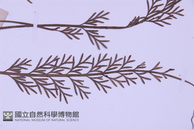 長生鐵角蕨藏品圖，第3張