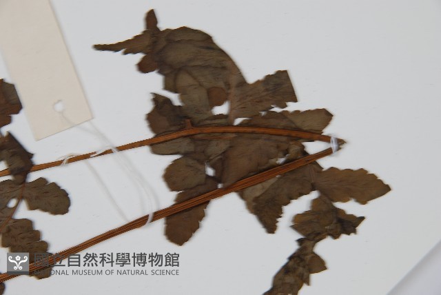貞蕨藏品圖，第3張