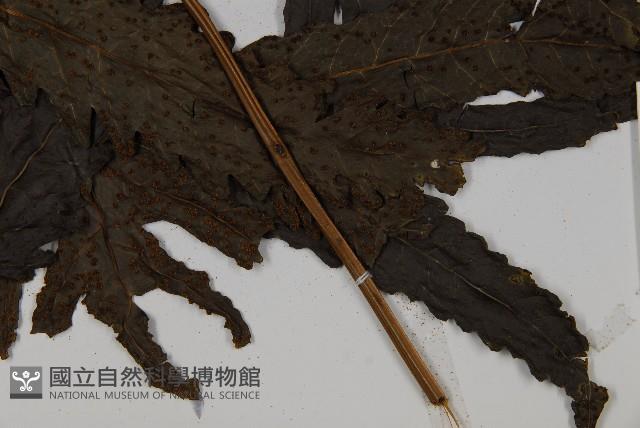 紫柄三叉蕨藏品圖，第5張