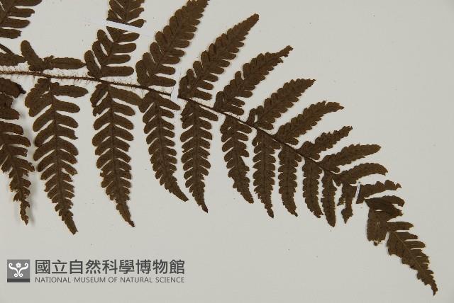 愛德氏肋毛蕨藏品圖，第3張