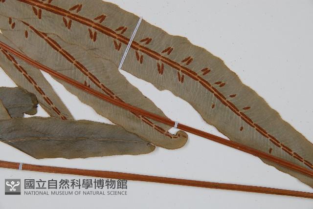 崇澍蕨藏品圖，第3張