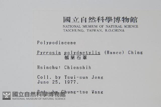 槭葉石葦藏品圖，第2張