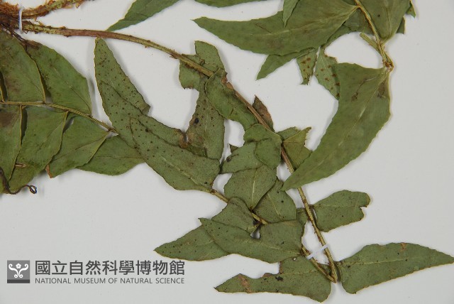 鐮羽貫眾藏品圖，第3張