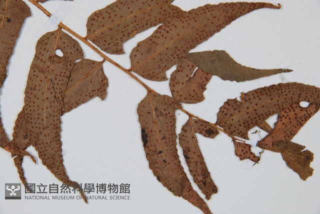 貫眾蕨藏品圖，第3張