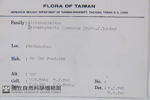 芒萁藏品圖，第2張