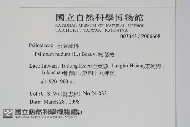 松葉蕨藏品圖，第2張