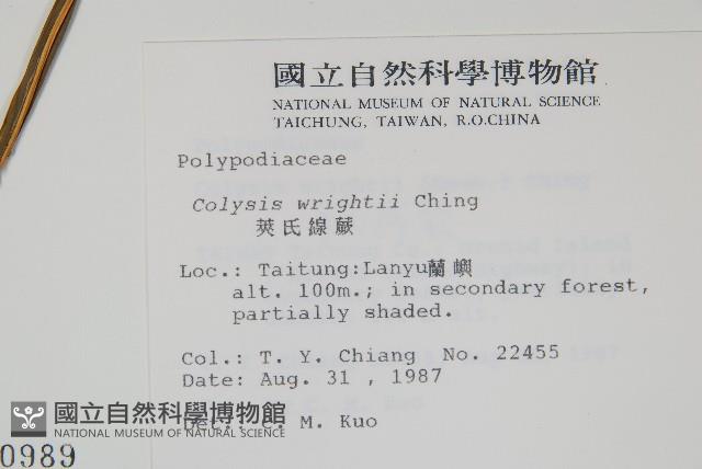 萊氏線蕨藏品圖，第2張