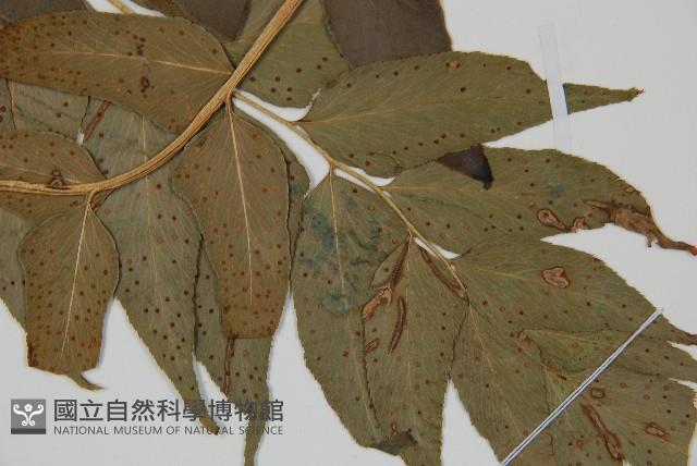 貫眾蕨藏品圖，第3張