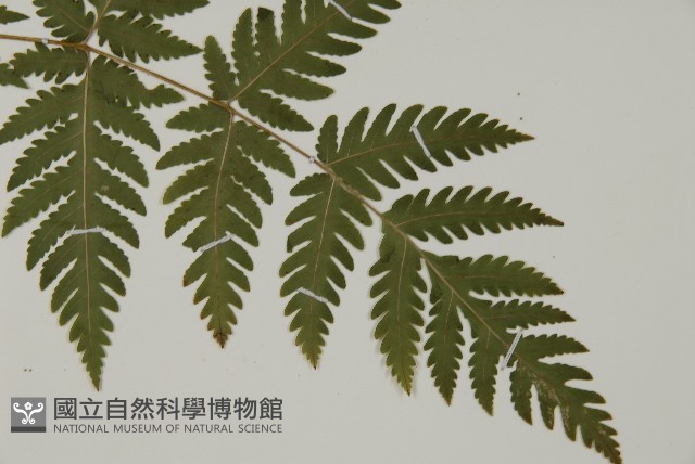 薄葉三叉蕨藏品圖，第3張