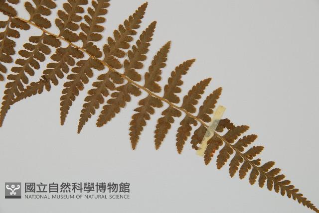 刺柄碗蕨藏品圖，第3張