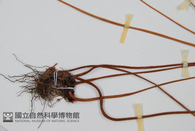 雙扇蕨藏品圖，第3張