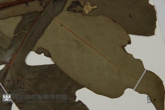 翅柄三叉蕨藏品圖，第3張