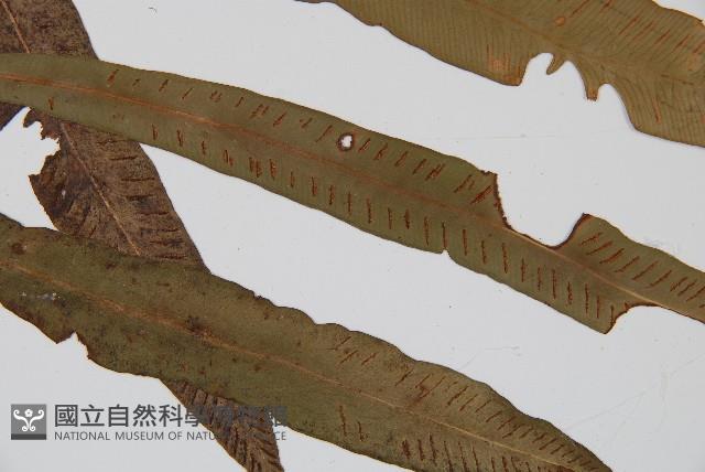 單葉雙蓋蕨藏品圖，第3張