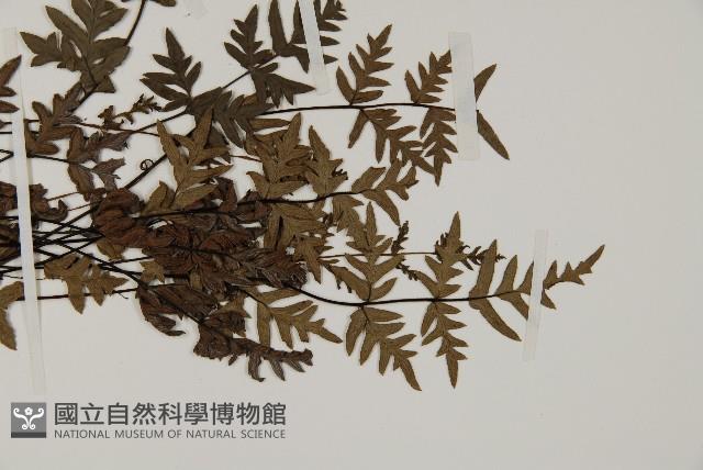 旱蕨藏品圖，第3張