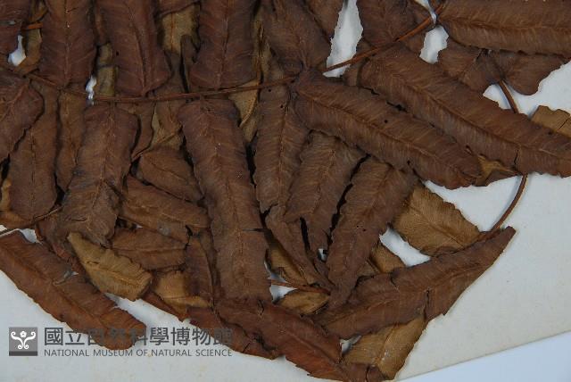 黑桫蕨藏品圖，第3張