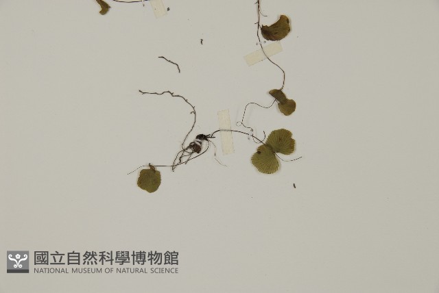 團羽鐵線蕨、團葉鐵線蕨、對葉鐵線蕨藏品圖，第3張