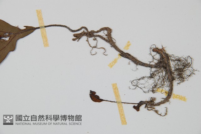 單葉雙蓋蕨藏品圖，第3張