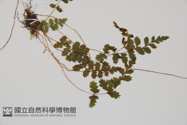 逆葉蹄蓋蕨、逆羽蹄蓋蕨藏品圖，第3張