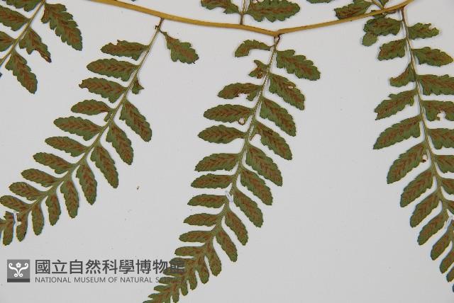 高山蹄蓋蕨藏品圖，第3張