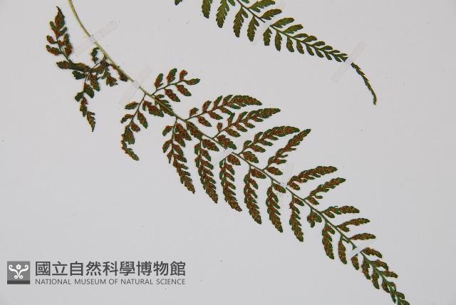 蓬萊蹄蓋蕨藏品圖，第3張