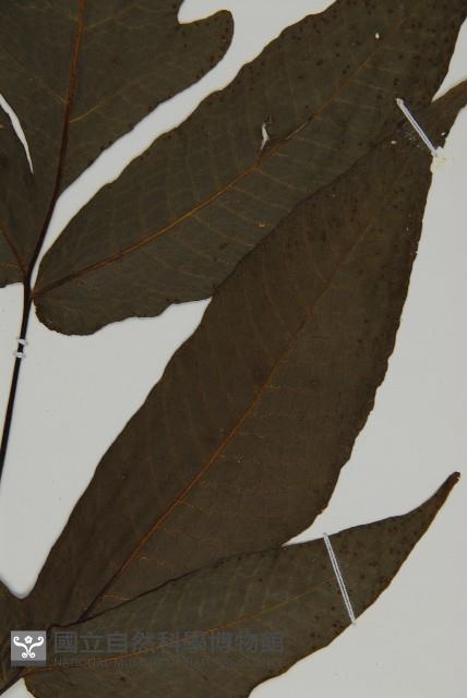 紫柄三叉蕨藏品圖，第3張