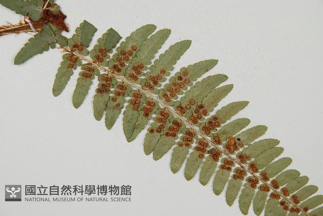 登錄號:P010148藏品圖，第1張