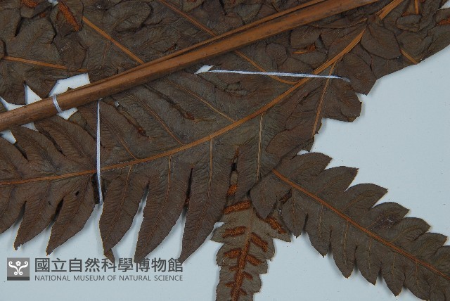 日本狗脊蕨藏品圖，第3張