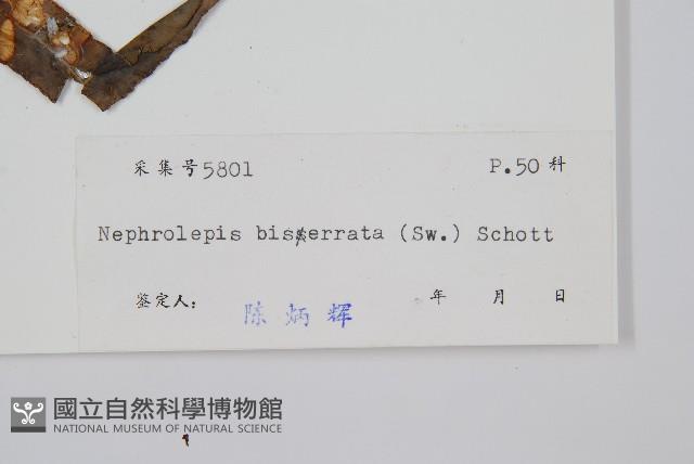 長葉腎蕨藏品圖，第2張