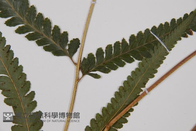 邊緣鱗蓋蕨藏品圖，第3張