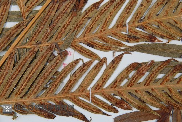 東方狗脊蕨藏品圖，第3張