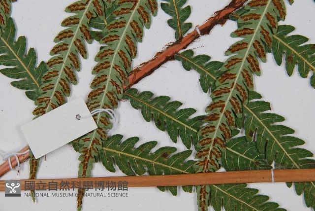 日本狗脊蕨藏品圖，第3張