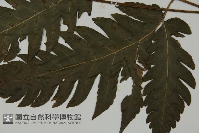 屏東擬肋毛蕨藏品圖，第3張