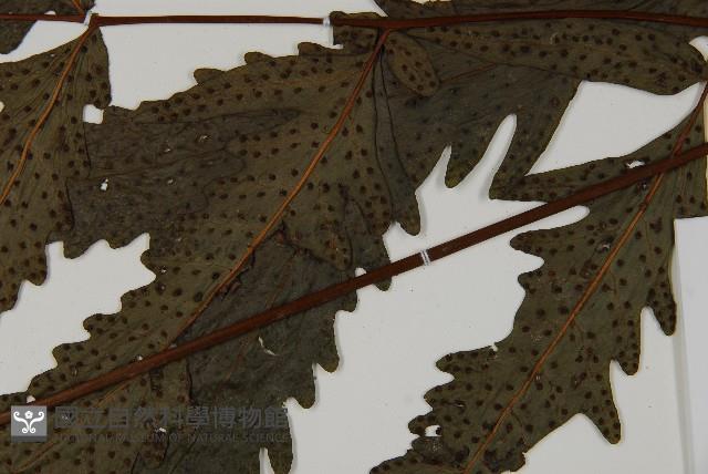 蛇脈三叉蕨藏品圖，第3張