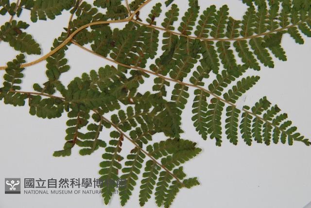 東北角蕨藏品圖，第3張