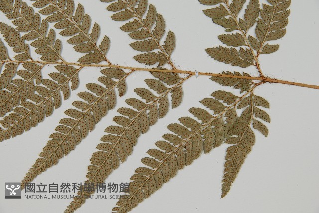 細葉複葉耳蕨藏品圖，第3張