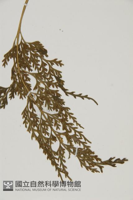骨碎補鐵角蕨藏品圖，第3張