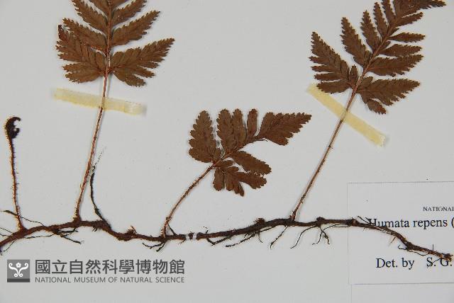 陰石蕨藏品圖，第3張