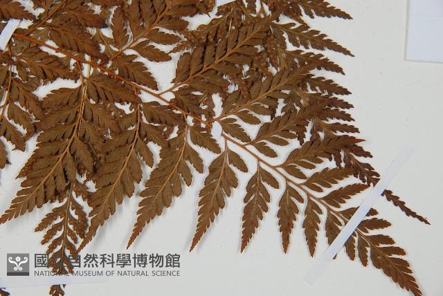 大葉骨碎補、台灣骨碎補、骨碎補藏品圖，第6張