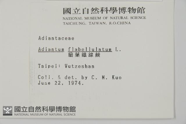 扇葉鐵線蕨藏品圖，第2張