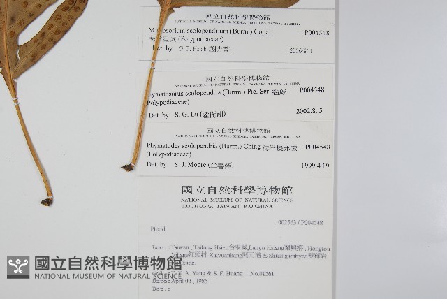 海岸星蕨藏品圖，第2張