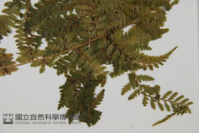 華中蹄蓋蕨藏品圖，第1張