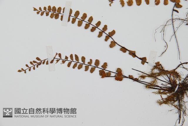 鐵角蕨藏品圖，第3張