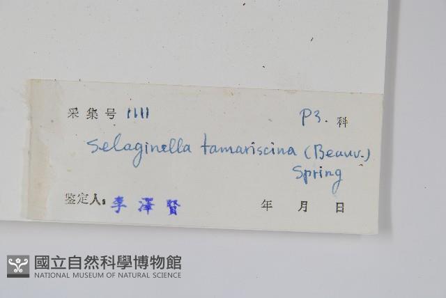 萬年松藏品圖，第2張