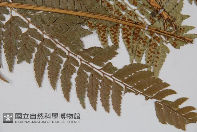 小葉複葉耳蕨藏品圖，第3張